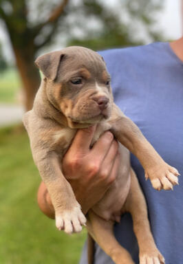 bullypit girl violet