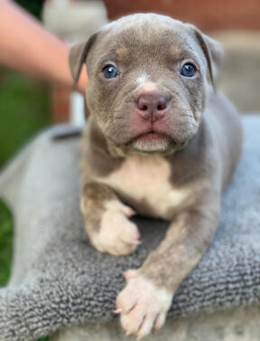 Bullypit girl 3 Pink