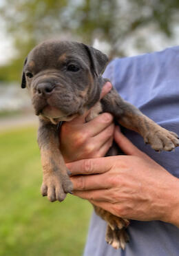 Bullypit Girl Yellow