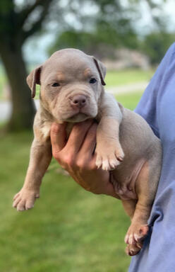 Bullypit Boy 4
