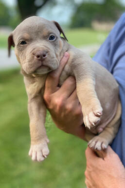 bullypit boy 2 stone