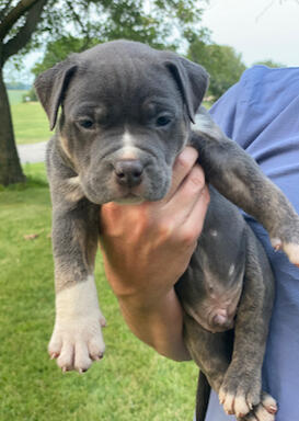 bullypit boy 3 blue