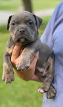 Bullypit Boy 1 Aqua