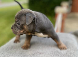 Tricolor Bullypit Girl Puppy