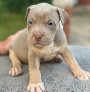 Bullypit Boy 2 Stone