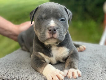 BullyPit Boy 3 Big Blue